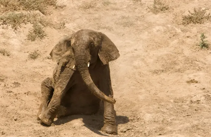 Framed Print : African Elephant - desert adapted - youngster rolls itself around in the dust - Abahuab River - Damaraland - Western Namibia - Africa Framed Print : African Elephant - desert adapted - youngster rolls itself around in the dust - Abahuab River - Damaraland - Western Namibia - Africa