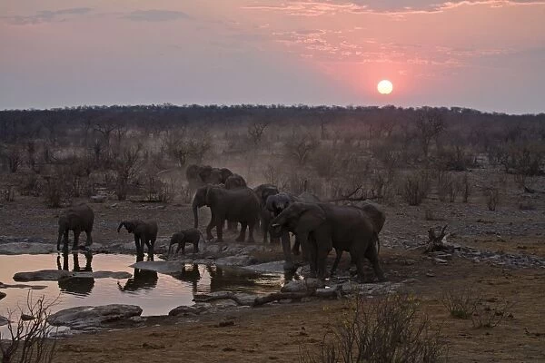 African Elephant - Drink from a water hole at sunset Halali, Etosha National Park, Namibia, Africa