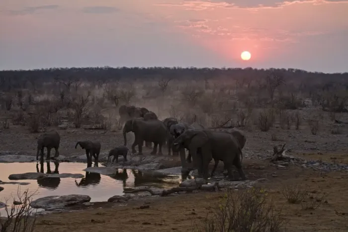 Framed Print : African Elephant - Drink from a water hole at sunset Halali, Etosha National Park, Namibia, Africa Framed Print : African Elephant - Drink from a water hole at sunset Halali, Etosha National Park, Namibia, Africa