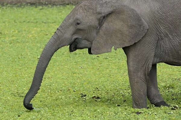African Elephant - drinking - Masai Mara Reserve - Kenya