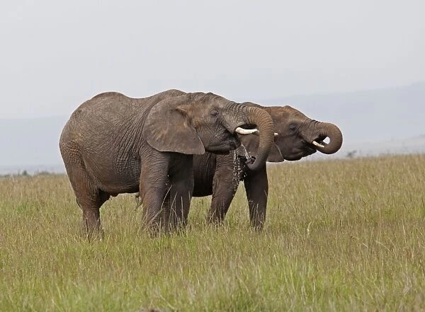 African Elephant - two drinking from pool - Masai Mara Game Reserve - Kenya