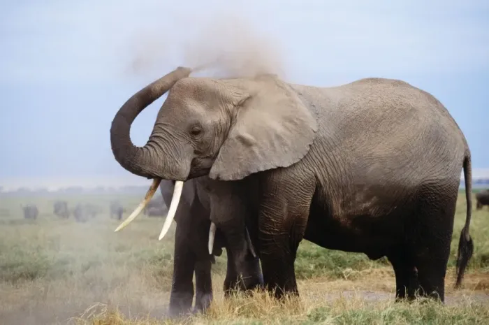 Framed Print : African Elephant - dust bathing Framed Print : African Elephant - dust bathing