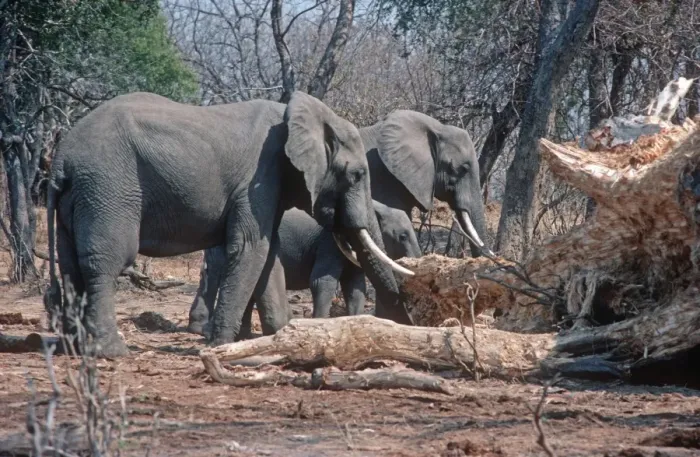 Framed Print : African Elephant - eating damaged baobab trees Luangwa Valley Zambia Framed Print : African Elephant - eating damaged baobab trees Luangwa Valley Zambia