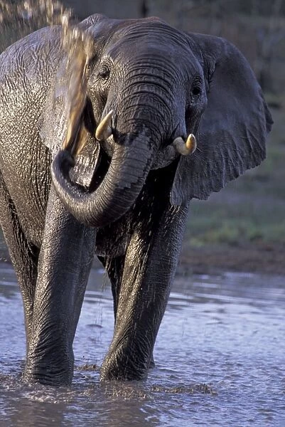 African Elephant - an elephant bathing at a waterhole - Ngorongoro Conservation Area - Tanzania