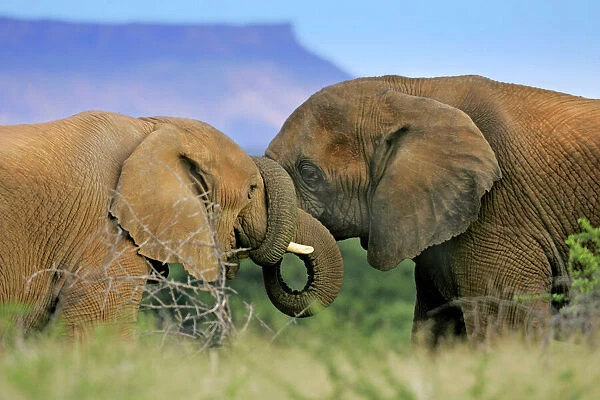 African Elephant two elephants interwining their trunks in affection and greeting Namibia, Africa
