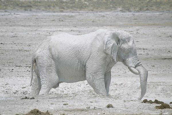 African Elephant - Etosha's famous White Elephants - Etosha National Park - Namibia MA000506