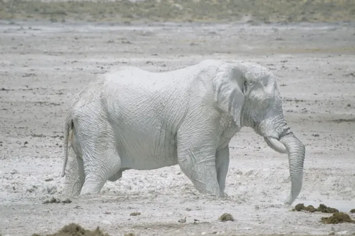 Framed Print : African Elephant - Etosha's famous White Elephants - Etosha National Park - Namibia MA000506 Framed Print : African Elephant - Etosha's famous White Elephants - Etosha National Park - Namibia MA000506