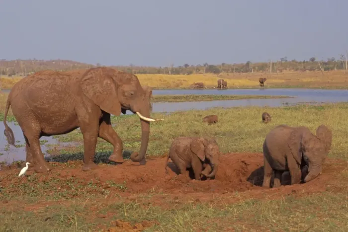 Framed Print : African Elephant. Family enjoying a mud hole. Africa Framed Print : African Elephant. Family enjoying a mud hole. Africa