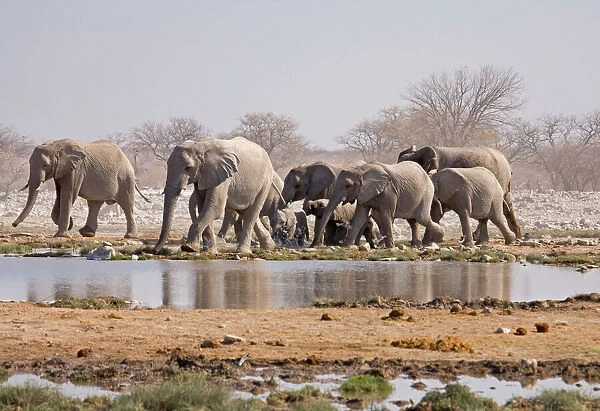 African Elephant - Family group approaching a water hole Etosha National Park, Namibia, Africa