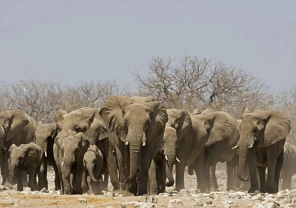 African Elephant Family group emerging from the dry bush Goas, Etosha National Park, Namibia, Africa