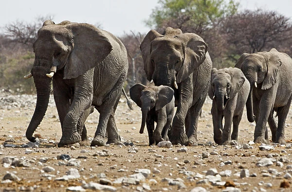 African Elephant - family group on the move - Etosha National Park - Namibia - Africa