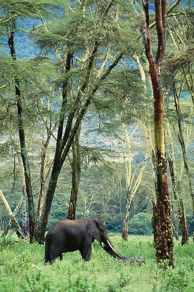 African Elephant Feeding in forest of Acacia xanthophloea, Ngorongoro Crater, Tanzania, Africa