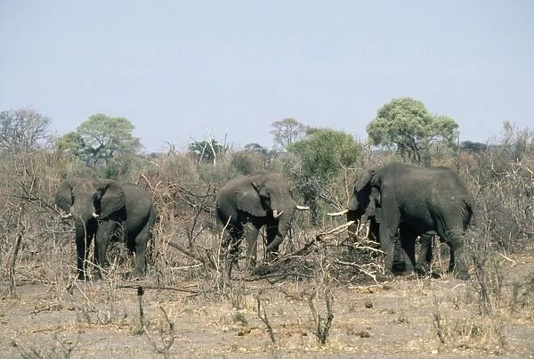 African Elephant - feeding on sticks because of drought Chobe National Park, Africa
