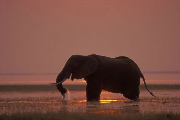 African Elephant. Feeding at sunset. Lake Kariba, Matusadona National Park, Zimbabwe, Africa 3ME1448