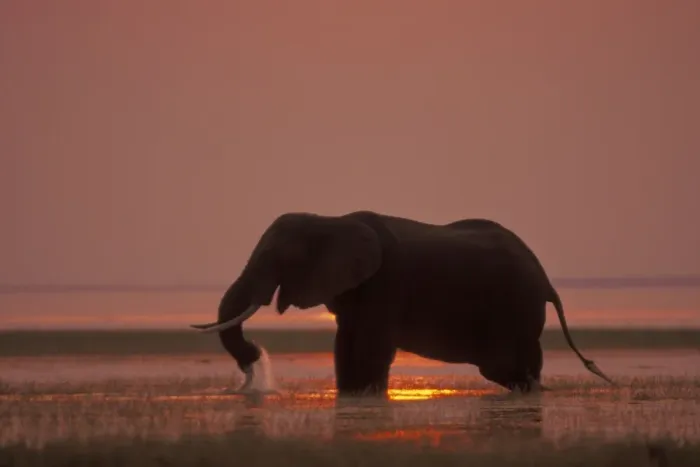 Framed Print : African Elephant. Feeding at sunset. Lake Kariba, Matusadona National Park, Zimbabwe, Africa 3ME1448 Framed Print : African Elephant. Feeding at sunset. Lake Kariba, Matusadona National Park, Zimbabwe, Africa 3ME1448
