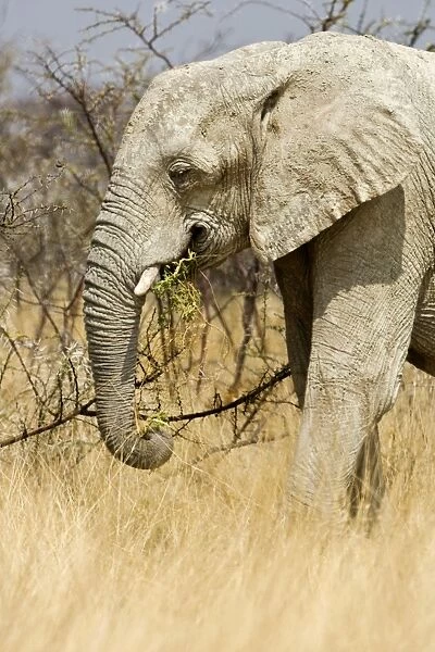 African Elephant - feeding in tall yellow grass - Etosha National Park - Namibia - Africa