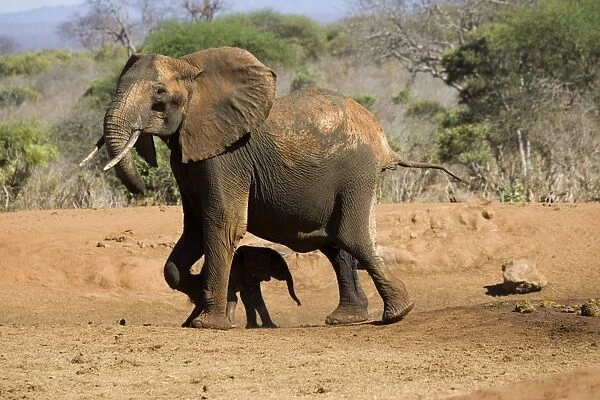 African Elephant - female  /  cow with 4 month old calf which she has just rescued from a water hole in Ngulia Rhino Sanctuary, Tsavo National Park, West Kenya, Africa