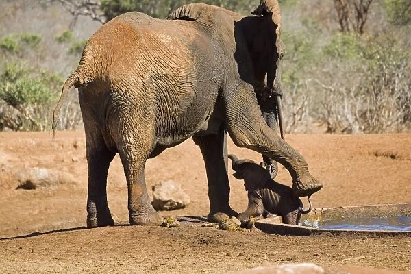 African Elephant - female  /  cow rescuing her very young calf which has fallen into a water hole in Ngulia Rhino Sancturay, Tsavo National Park, West Kenya, Africa