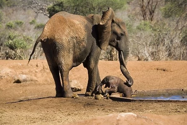 African Elephant - female  / cow trying to rescue her very young calf which has fallen into a water hole in Ngulia Rhino Sancturay, Tsavo National Park, West Kenya, Africa