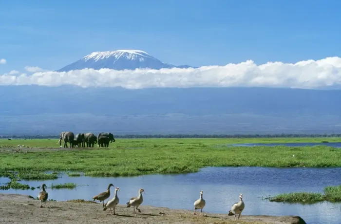 Framed Print : African Elephant - females & calves, Kilimanjaro in background. Amboseli National Park, Kenya, Africa Framed Print : African Elephant - females & calves, Kilimanjaro in background. Amboseli National Park, Kenya, Africa