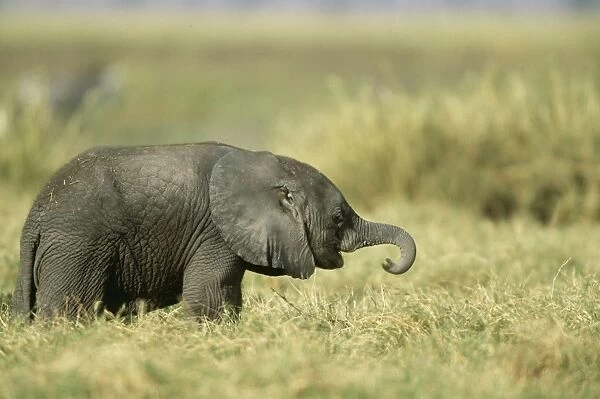 African Elephant FL 809 Baby Loxodonta Africana © Ferrero Labat  /  ARDEA LONDON