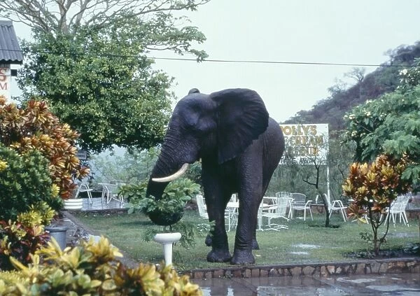 African Elephant - In garden. Lake Kariba, Zimbabwe, Africa