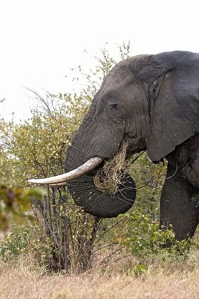 African Elephant with grass in mouth. Satara, Kruger National Park, South Africa