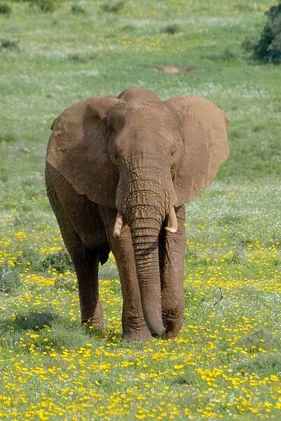 African Elephant - grazing amongst flowers after good rains. Addo Elephant National Park, Eastern Cape, South Africa