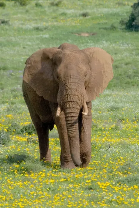 Framed Print : African Elephant - grazing amongst flowers after good rains. Addo Elephant National Park, Eastern Cape, South Africa Framed Print : African Elephant - grazing amongst flowers after good rains. Addo Elephant National Park, Eastern Cape, South Africa
