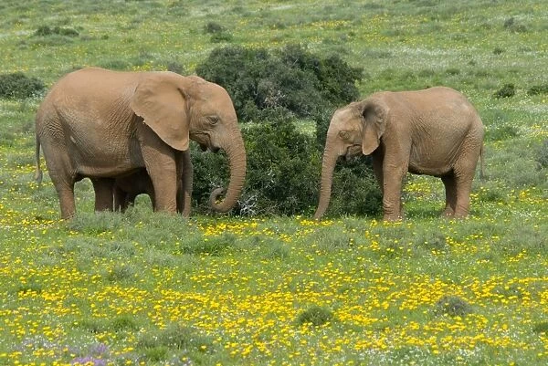 African Elephant - grazing amongst flowers after good rains. Addo Elephant National Park, Eastern Cape, South Africa
