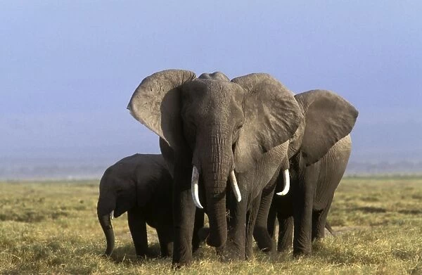 African Elephant - group, defensive position