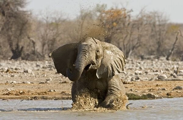 African Elephant Having a bath in a water hole Etosha National Park, Namibia, Africa
