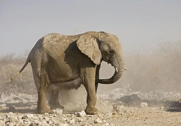 African Elephant Having a dust bath Etosha National Park, Namibia, Africa