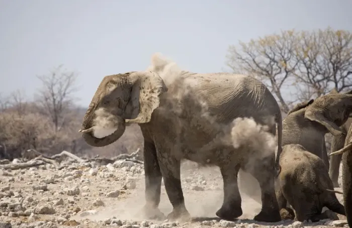 Framed Print : African Elephant Having a dust bath Goas, Etosha National Park, Namibia, Africa Framed Print : African Elephant Having a dust bath Goas, Etosha National Park, Namibia, Africa