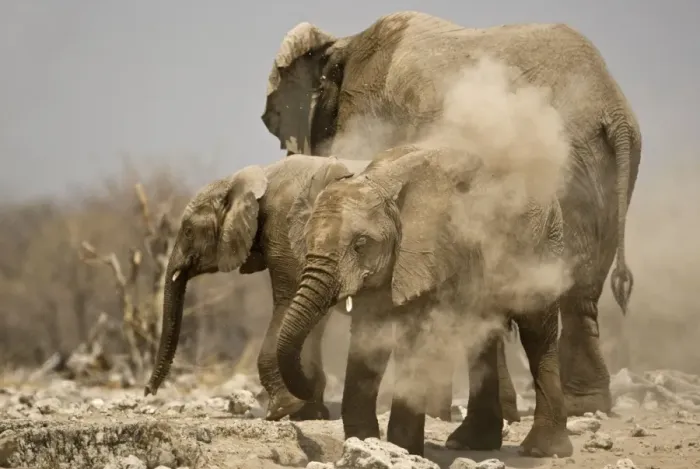 Framed Print : African Elephant Having a dust bath Goas, Etosha National Park, Namibia, Africa Framed Print : African Elephant Having a dust bath Goas, Etosha National Park, Namibia, Africa