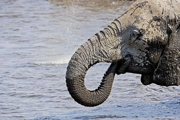 African Elephant - Head and Shoulder Portrait while drinking - Etosha National Park - Namibia - Africa