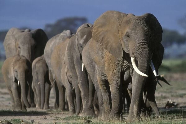 African Elephant - herd. Africa