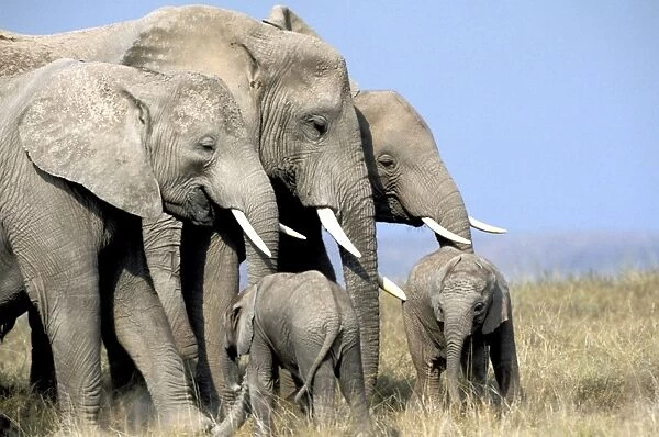 African Elephant - herd. Amboseli National Park - Kenya - Africa