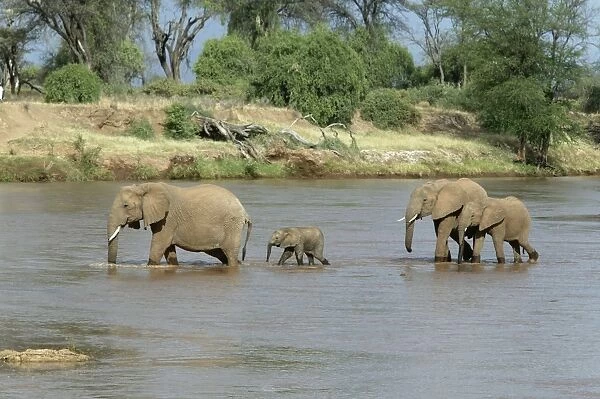 African Elephant - herd crossing water. Kenya - Africa
