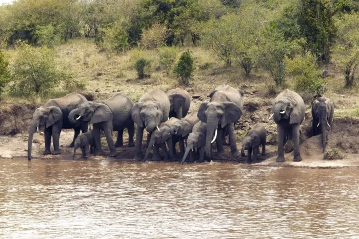 Framed Print : African Elephant - herd drinking from Mara River. Kenya - Africa Framed Print : African Elephant - herd drinking from Mara River. Kenya - Africa