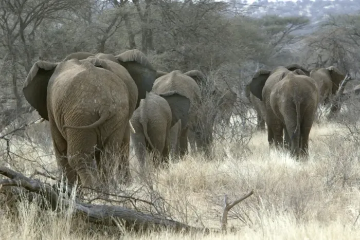 Framed Print : African Elephant - herd heading to woodland. Kenya - Africa Framed Print : African Elephant - herd heading to woodland. Kenya - Africa