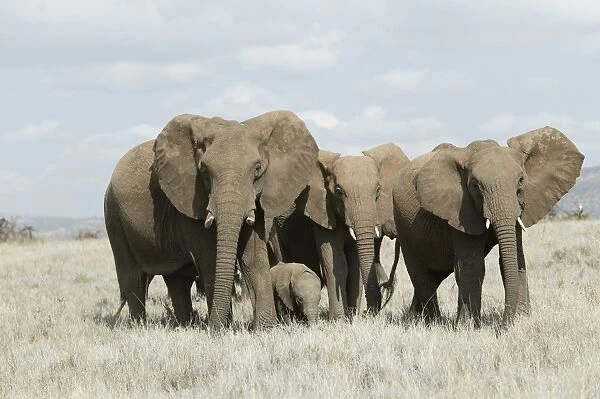 African Elephant - herd. Kenya - Africa
