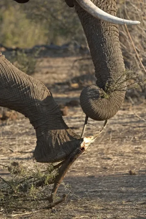 Framed Print : African Elephant - holding branch down with foot while breaking bit of with trunk - Mashatu Game Reserve - Botswana Framed Print : African Elephant - holding branch down with foot while breaking bit of with trunk - Mashatu Game Reserve - Botswana