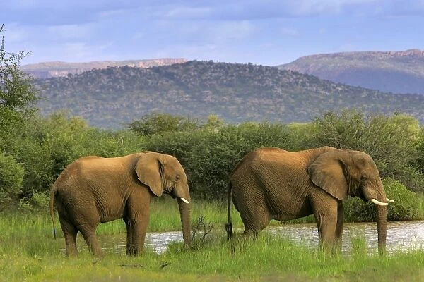 African Elephant two individuals drinking at river Namibia, Africa