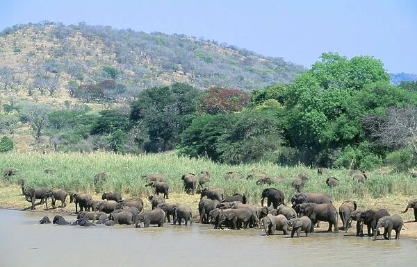 African Elephant JPF 10352 Loxodonta africana - Herds meeting for drinking / bathing Hluhluwe River Hluhluwe Umfolozi Game Reserve, Natal South Africa © Jean Paul Ferrero ARDEA LONDON