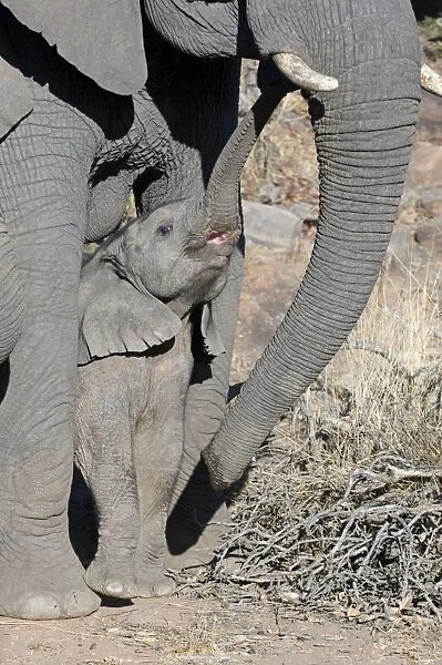 African Elephant - juvenile seeking protection with mother - Entabeni Game Reserve - South Africa