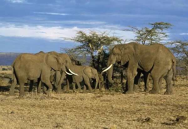 African Elephant Kenya, Africa