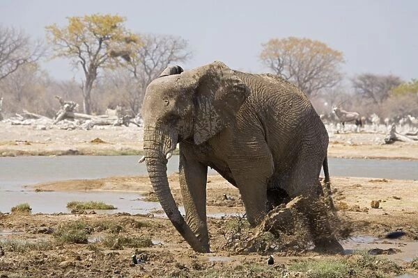 African Elephant Kicking up mud Goas, Etosha National Park, Namibia, Africa