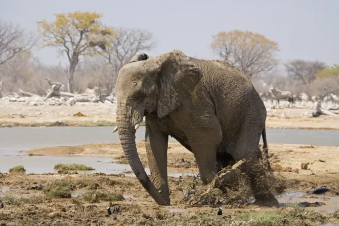 Framed Print : African Elephant Kicking up mud Goas, Etosha National Park, Namibia, Africa Framed Print : African Elephant Kicking up mud Goas, Etosha National Park, Namibia, Africa