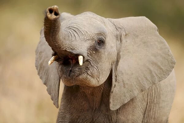 African Elephant - lifting up trunk - Kruger National Park - South Africa